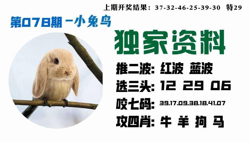 078期小兔鸟[图]